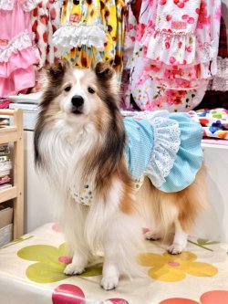 画像2: ミントグリーンチェック柄ガーリーワンピ・１０号