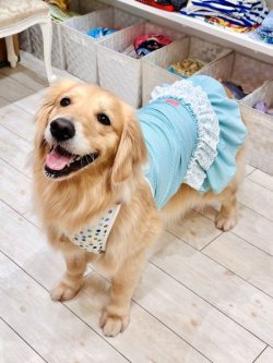 画像9: ミントグリーンチェック柄ガーリーワンピ・１０号