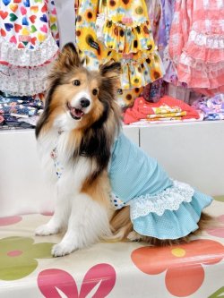 画像7: ミントグリーンチェック柄ガーリーワンピ・１０号