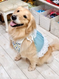 画像7: ミントグリーンチェック柄ガーリービスチェ・５号