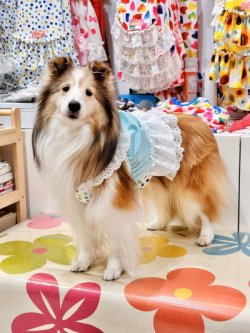 画像5: ミントグリーンチェック柄ガーリービスチェ・５号