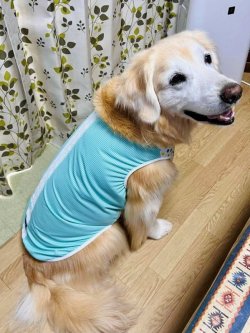 画像5: ミントグリーンチェック柄タンク・２号