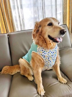 画像7: ミントグリーンチェック柄タンク・２号