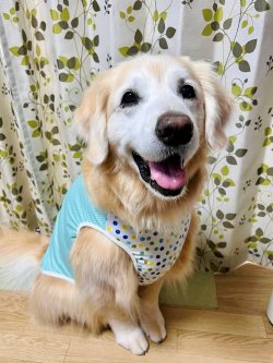 画像4: ミントグリーンチェック柄タンク・２号