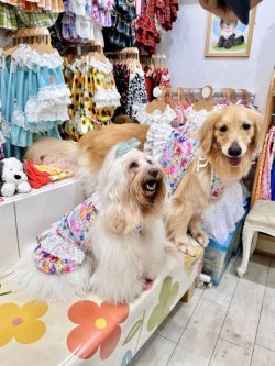 画像12: ツーウェイ☆ドリームガーデンビスチェ・６号