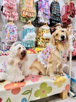 画像6: ツーウェイ☆ドリームガーデンビスチェ・６号