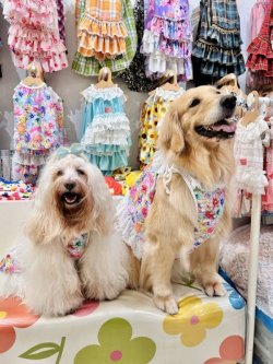 画像11: ツーウェイ☆ドリームガーデンビスチェ・６号