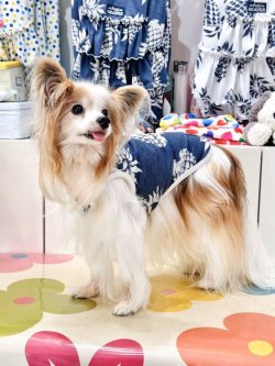 画像2: パイナップル柄タンク（ネイビー）・１号