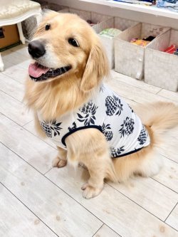 画像5: パイナップル柄タンク（ホワイト）・２号