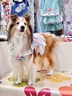 画像4: ツーウェイ☆ドリームガーデンビスチェ・６号