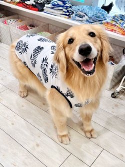 画像7: パイナップル柄タンク（ホワイト）・２号