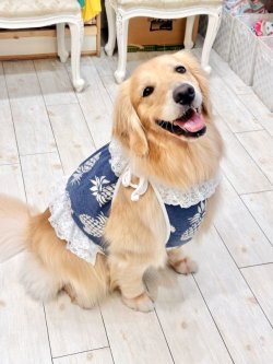 画像12: パイナップル柄ビスチェ（ネイビー）・６号