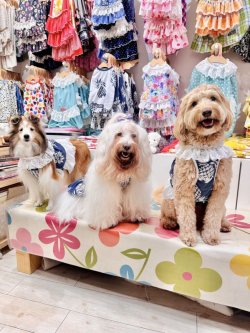 画像10: パイナップル柄ビスチェ（ネイビー）・６号