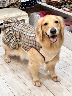 画像2: ベージュタータン☆フェミニンワンピ・１号