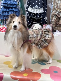 画像5: ベージュタータン☆フェミニンワンピ・１号