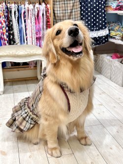 画像10: ベージュタータン☆ガーリーワンピ・７号