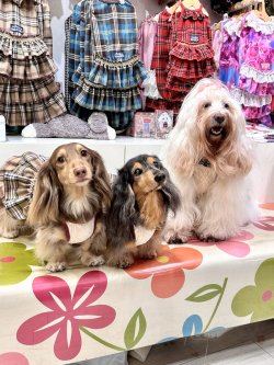 画像5: ベージュタータン☆ガーリーワンピ・７号