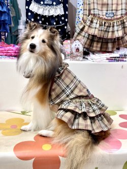 画像6: ベージュタータン☆ガーリーワンピ・７号