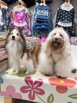 画像6: ベージュタータン☆タンク・８号