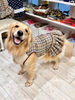 画像3: ベージュタータン☆フェミニンワンピ・１号