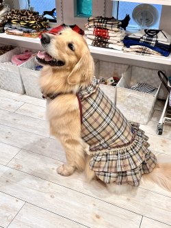 画像9: ベージュタータン☆ガーリーワンピ・７号