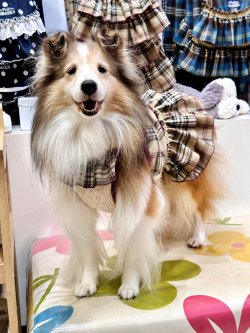 画像2: ベージュタータン☆ガーリーワンピ・７号