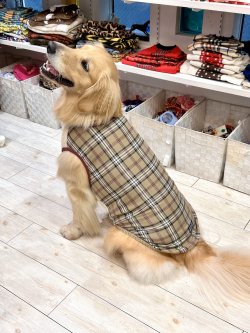 画像4: ベージュタータン☆タンク・８号