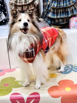 画像3: ルージュチェック柄マイクロフランネルタンク・６号