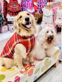 画像5: ルージュチェック柄マイクロフランネルタンク・６号