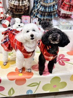 画像2: ルージュチェック柄マイクロフランネルタンク・６号