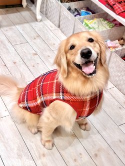 画像6: ルージュチェック柄マイクロフランネルタンク・６号