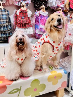 画像6: さくらんぼ柄マイクロフランネルワンピ(ピンクベージュ)・１０号