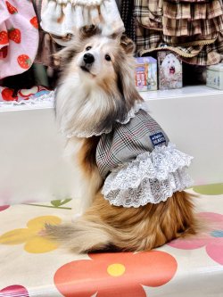 画像4: グレータータン☆ガーリービスチェ・４号