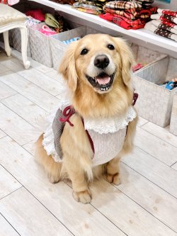 画像5: グレータータン☆ガーリービスチェ・４号