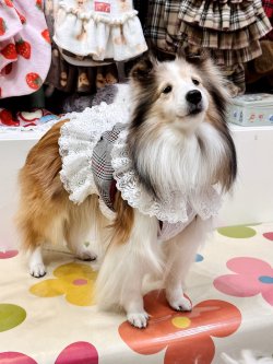 画像3: グレータータン☆ガーリービスチェ・４号