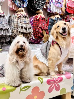 画像8: グレータータン☆ガーリービスチェ・４号