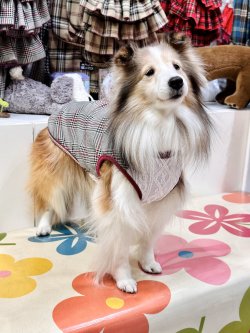 画像5: グレータータン☆タンク・５号