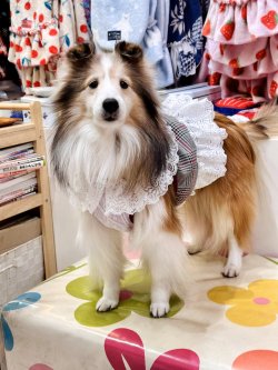 画像2: グレータータン☆ガーリービスチェ・４号