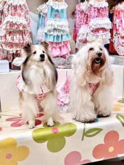 画像6: ツーウェイ☆ビオラ柄ガーリーワンピ・４号