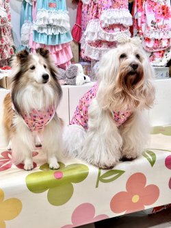 画像6: ツーウェイ☆ビオラ柄タンク・２号