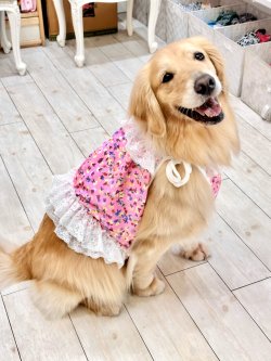 画像8: ツーウェイ☆ビオラ柄ビスチェ・４号