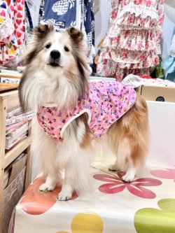 画像3: ツーウェイ☆ビオラ柄タンク・２号