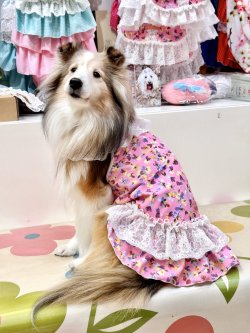 画像4: ツーウェイ☆ビオラ柄ガーリーワンピ・４号