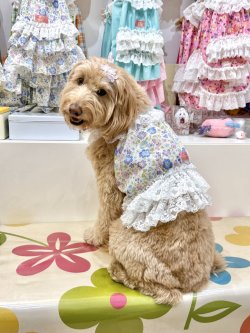 画像6: カラミドビー☆フルールビスチェ(ブルー)・２号