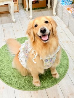 画像2: カラミドビー☆フルールビスチェ(ミックス)・７号