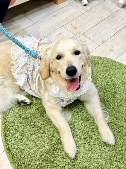 画像5: カラミドビー☆フルールビスチェ(ミックス)・７号