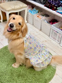 画像7: カラミドビー☆フルールワンピ(ミックス)・６号