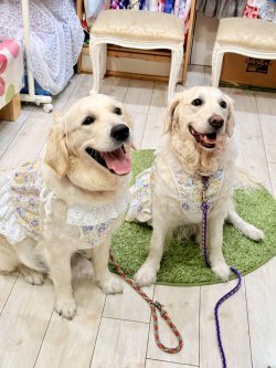 画像8: カラミドビー☆フルールワンピ(ミックス)・６号