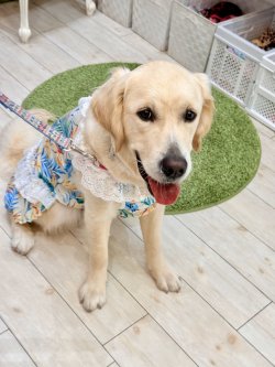 画像4: ライトツーウェイ☆ストレリチア柄ガーリーワンピ（アイボリー）・４号