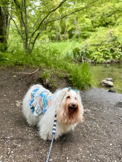 画像6: ライトツーウェイ☆ストレリチア柄ガーリーワンピ（アイボリー）・４号